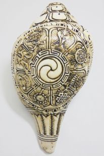 Conch carved 8 Aus. Symb (D)
