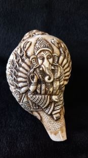 Conch carved 8 Aus.Symbol