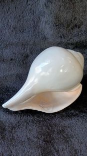 Conch Shell Right spiral