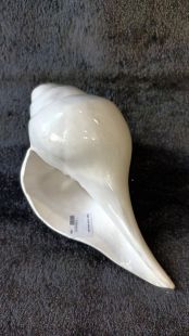 Right conch shell plain