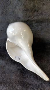 Right conch shell plain