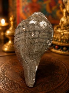 Natural Dharma Conch Shell with Outer Skin