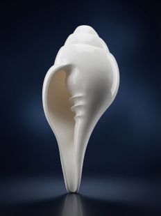 Natural Left-Handed Conch Shell